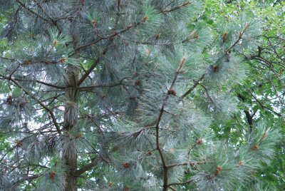 Pinus strobiformis - borovice vejmutovkovitá - část dřeviny